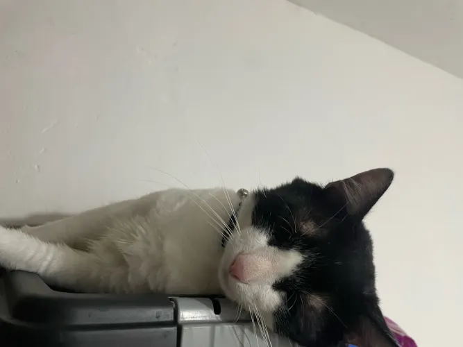 Doa-se gato