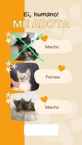 Gatinhos para adoção