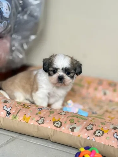 Shihtzu macho e fêmea! Entrego e Parcelo 12x, pedigree, usando tapete higiênico