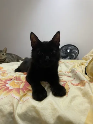 Gato 