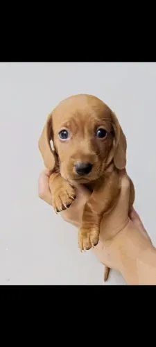 Basset salsichinha