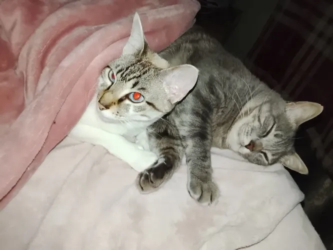 Doação de gatinha meiga. Achei ela, daí já tenho o outro. Só que onde moro permitir só um.