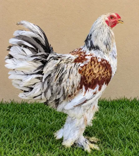 Frango raça Brahma