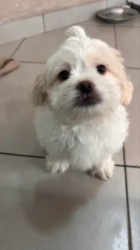 Filhote de Shih tzu macho