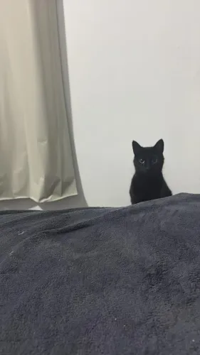 Doação gata fêmea castrada