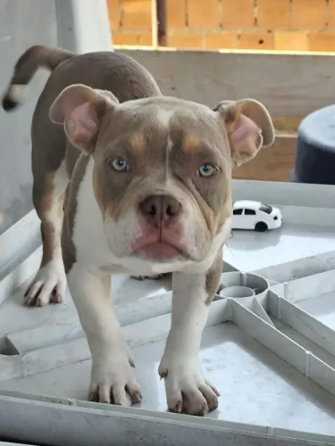 American Bully