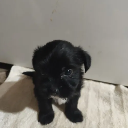 Cachorros filhotes de raças misturadas, Shitzu com yorkshire.