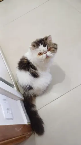 Gato persa procura namorado 