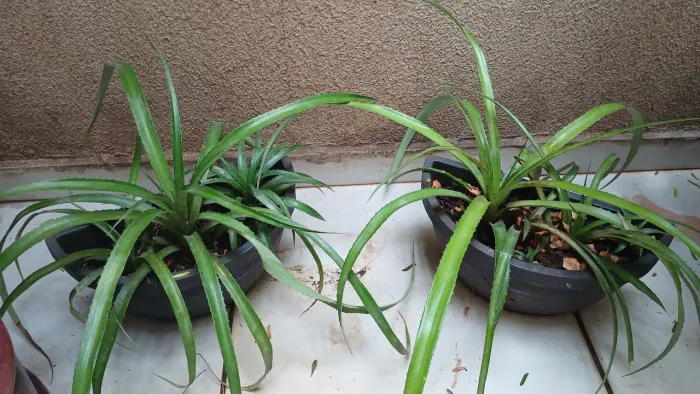Vasos e planta