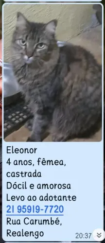 doação de gatos 