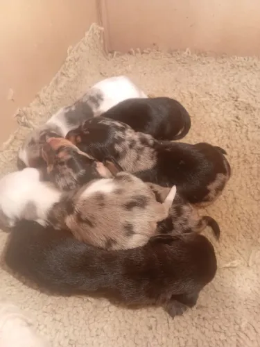 Filhotes se basset arlequim raros