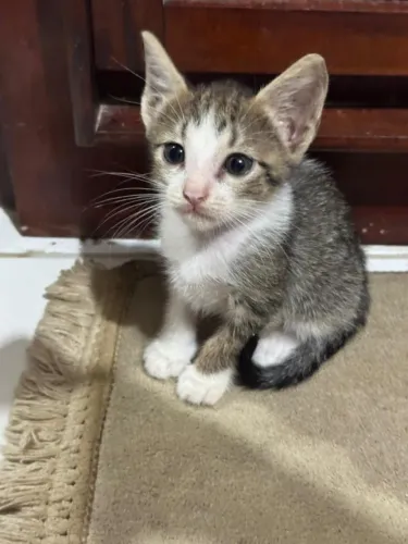 Gatinhas disponíveis para adoção