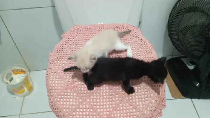 Gatos pra adoção