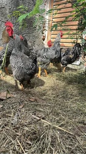 Ovos Galados Mestiços