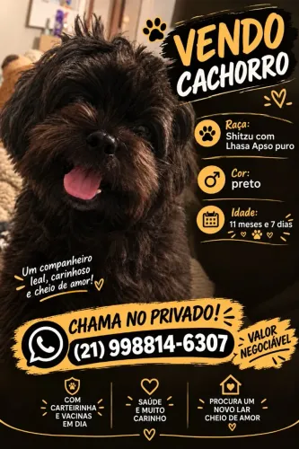 Filhote de Shitzu com Lhasa Apso - Macho, preto.