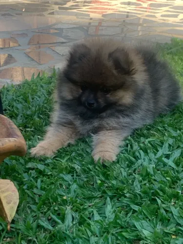 Spitz alemão