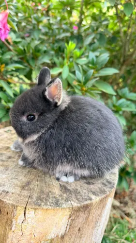 Coelho Netherland Dwarf fêmea 