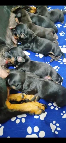 Filhotes Dachshund (Basset)