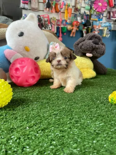 Shihtzu fêmea branco e chocolate mini 