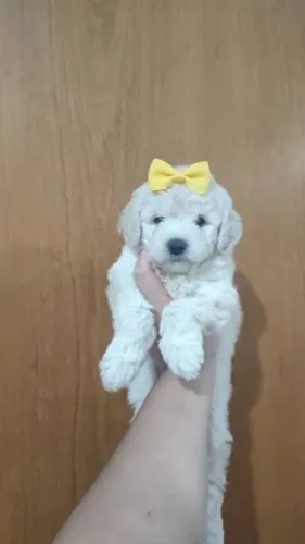 Filhotes de Poodle Toy Fêmea e Macho 