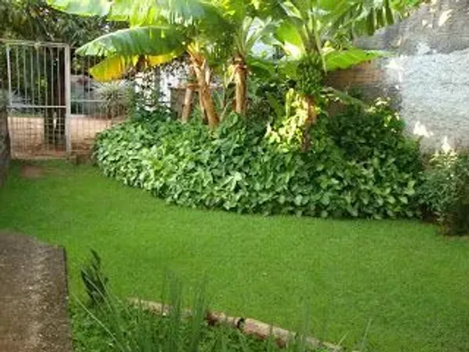 Mudas do sigonio plantas para jardim