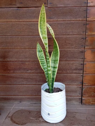 Muda Espada de Santa Barbara 40cm