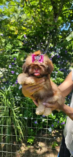 Shih Tzu fêmea promo do ano