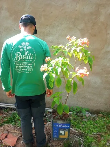 Muda de mussaenda rosa e branca