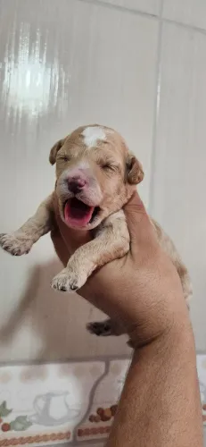 Filhotes de poodle toy Fêmea e machos