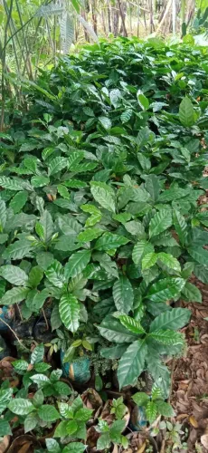 Vendo mudas de café amarelo.