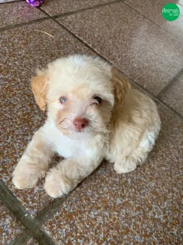 poodle Pequeno, médio ou grande ? o amor é o mesmo.