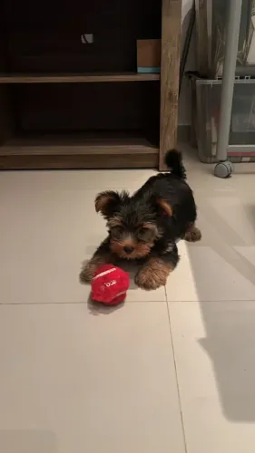 Filhotes de Yorkshire  | Cães lindos, dóceis e muito amáveis!
