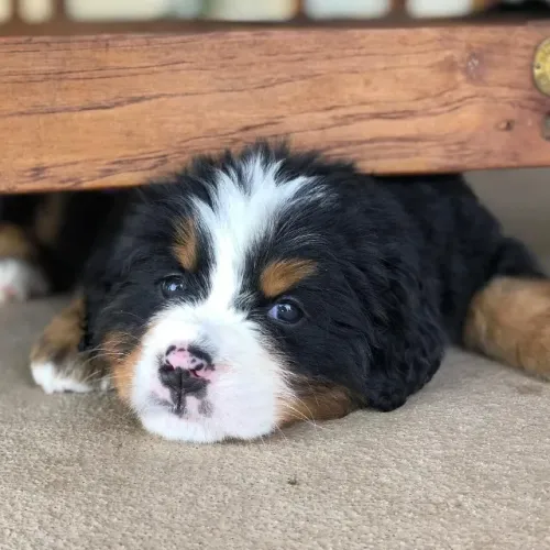 ?Filhotes de Bernese: puro amor em tamanho gigante.? ?