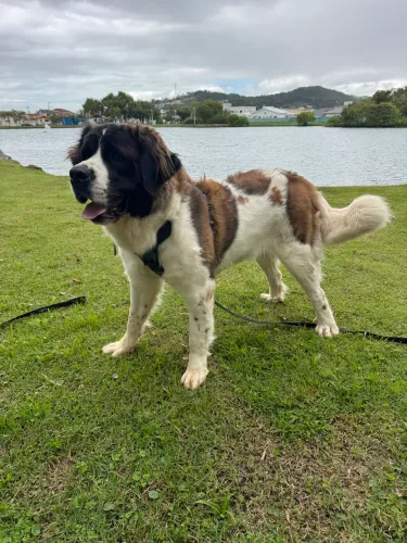 Cachorra Fêmea São Bernardo 1 ano e meio