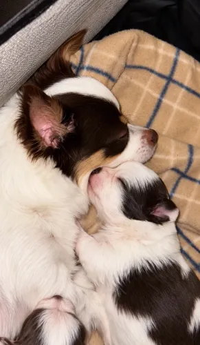 Chihuahua pelo longo fêmea