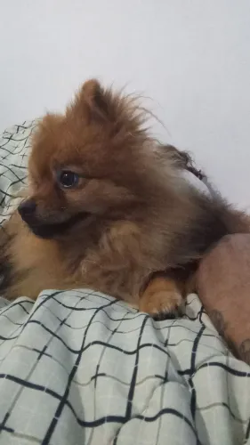 Filho te dê Spitz