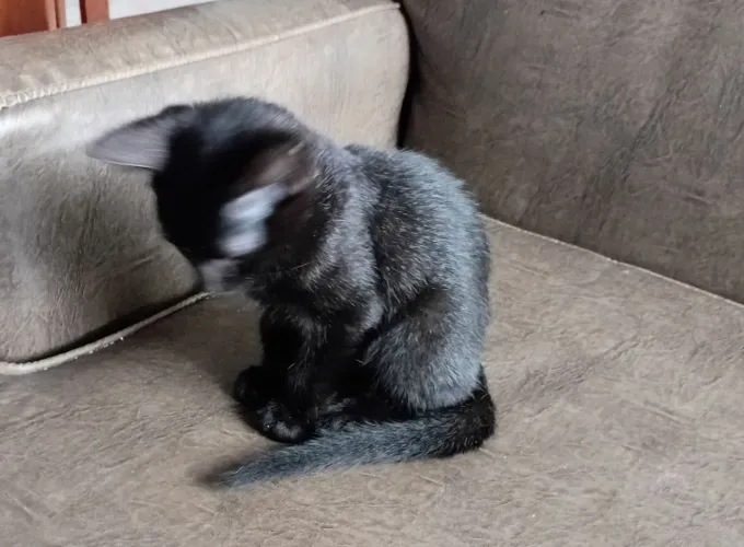 Lindo gatinho macho p doação