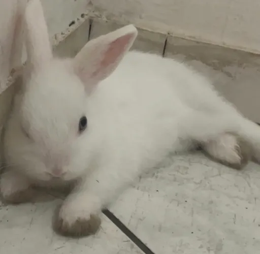 vende-se coelho anão Netherland Dwarf puro 