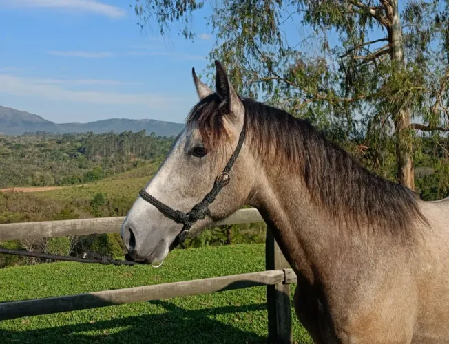 Cavalo Mangalarga Marchador Baio