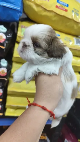 Lindos filhotes shitzu mini linhagem chocolate olhos azuis 