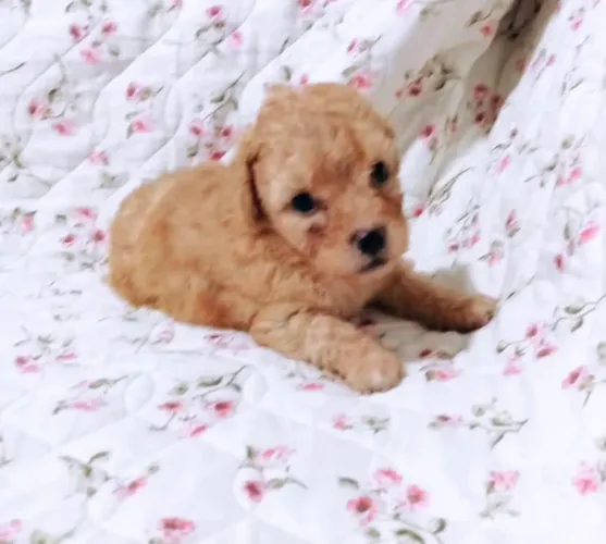 Poodle macho quase doação