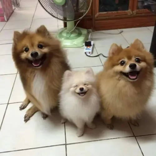 Lulu da Pomerania Alegria que ilumina cada dia