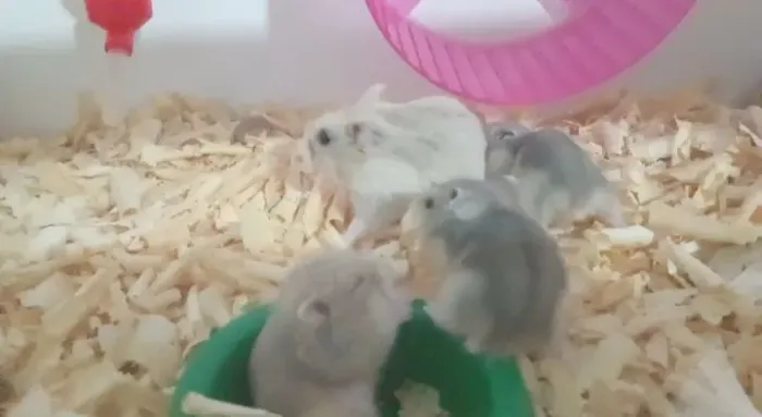 Hamster disponíveis para revenda