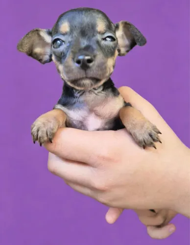 Pinscher