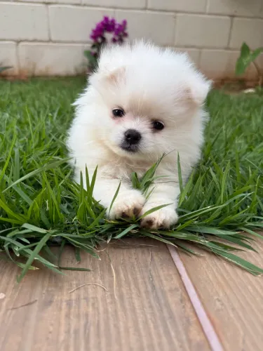 Spitz alemão anão/lulu da pomerânia