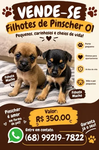Filhotes de Pincher