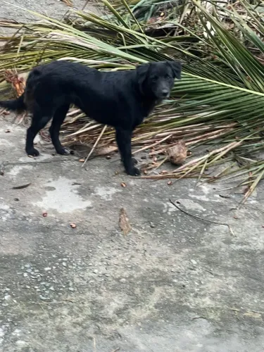 quem adotar cada cachorro ganha uma recompensa $