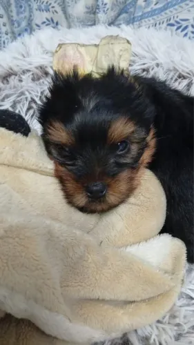 Yorkshire Terrier Premium - Machos e Fêmeas