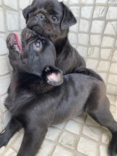 Casal pug