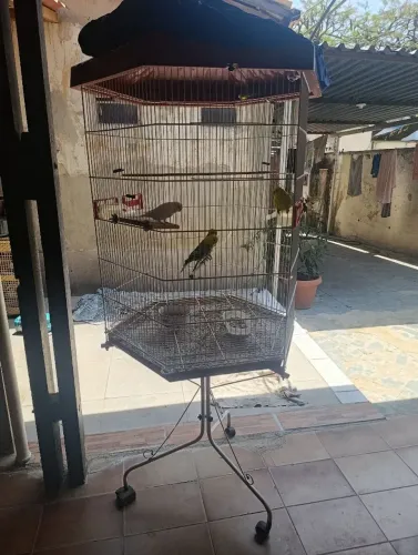 Vendo viveiro grande